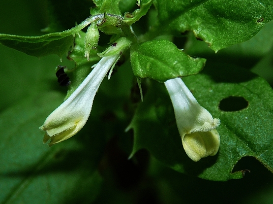 {Melampyrum lineare var. latifolium}